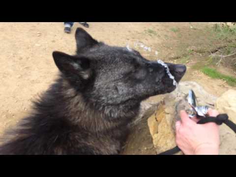 Lycan has a drinking problem