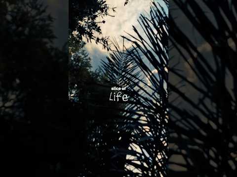 #pov: ✨️Slice of life✨️ #pov #photography #filmphotography #romanticizelife #fypシ゚viral #fyp