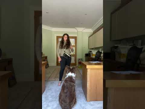 Boom clap dance with my dog