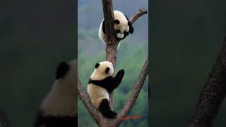#panda #pandalife #pandadesiigner