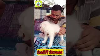 #gallifstreetpetmarket  #galiffstreet #dog #puppy #like #petmarketpriceupdate #spitz #newvideo