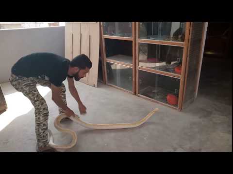 A Day Spent With Pythons | Aun Mohammad