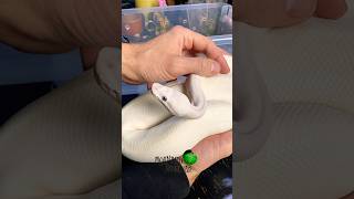 Let’s breed ball pythons! #molinarosnakelab #reptiles #ballpython #royalpython #ssss #pythonbreeding
