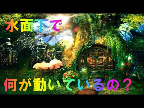 水面下で何が動いているの？ハイヤーセルフから応援メッセージを受け取ってほしい（ファイト😊）