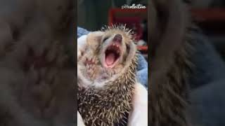 fnf vs sonic exe 3.0 android optimization(apk)