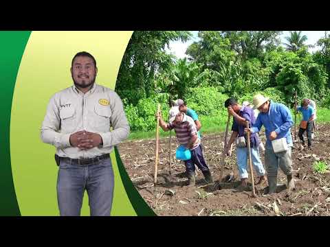 Preparación del suelo en el cultivo de maíz