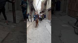 Smallest cow of the world😂❤️2days❤️ #ytshorts #cow #bakraeid #bull #cattleworld #cow #cowlover