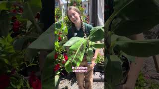 Top 5 Tropical Plants to TURN Your Backyard into a Tropical GETAWAY