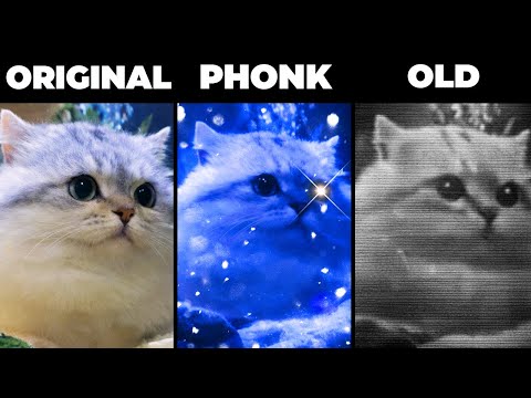 CATFISH MEME EVOLUTION OF VERSIONS