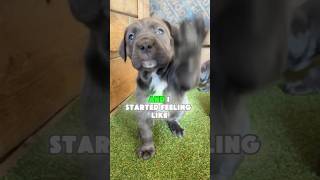 Central Cee Introduces His Dog Syna 🐶