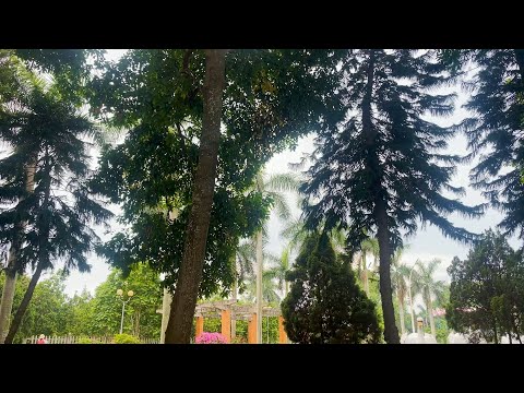Afternoon Walk at the Park - Daily Vlog