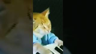 how does this cat play panio? #animationmemes #memesongs #funny #cat
