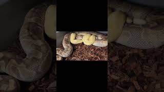 Pairing some snakes tonight! #reptile #ballpython #clown #ballpythonsnake  #python #piedballpython