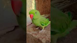 Baby parrot talking #parrot #talkingparrot #pabluoff