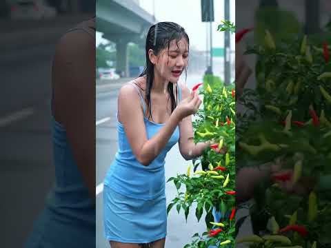 Beautiful Asian Girl Harvesting Chilies #rainsounds #rainoundforsleep #asmr #asmrshorts