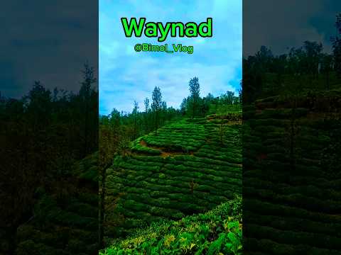 🍵 Kya Apne Kabhi Chai Ki Bagiya Dekhi Hai ? | #vlog #viewpoint #place #vlogger