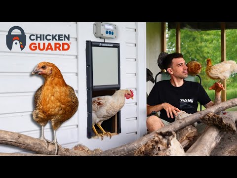 🌿 I GOT AN AUTOMATIC DOOR FOR MY CHICKEN COOP | TERRAQUAMAN