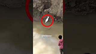 #Talab Say Kabooter Pkernay Ka Programe War Gya |#kabootar #bird #kabutar #birdspecies #pigeon
