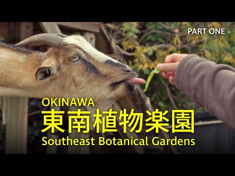 東南植物楽園 沖縄 Southeast Botanical Gardens Okinawa Japan Part 1 - Sony a7 III Cinematic Video