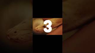 An take on the programming tool used by computer scientists called python language development 