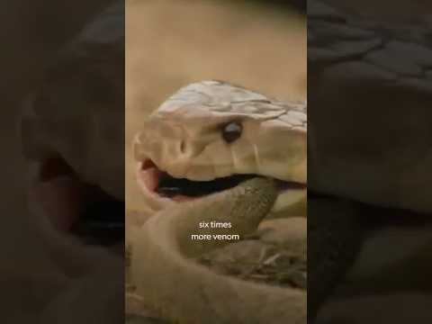 Deadliest Snake Showdown 🐍💥 | Nature’s Most Lethal Duel #WorldsDeadliestSnakes