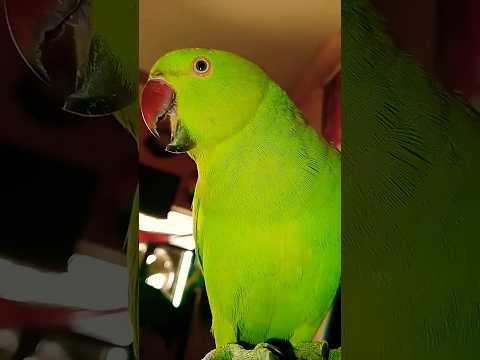 Parrot 🦜 & monkey 🐒 funny 🤣 video #monkey #parrot #funny #comedyvideos #cutebaby #laughting #shorts