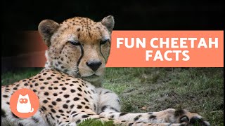 10 FACTS About CHEETAHS 🐆 Are They the FASTEST Animal in the WORLD?