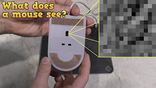 What does a computer mouse see?