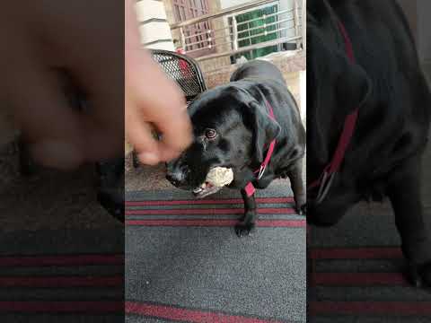 cheakan kurachu terror annu🤫||#shorts #youtubeshorts #pets #dog #kerala