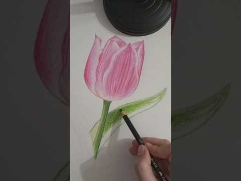 "Realistic Tulip Drawing with Colored Pencils!"🌷 #colorpainting #art #tulip #shorts #drawing #çizim