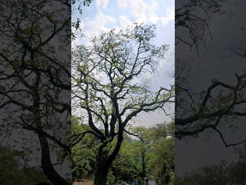 #sukoon #godawari #nature #peace