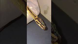🤍🐍#piedballpython (reposted & edited vid)#snake #viral #shorts #foryou #reptiles #animals #fypシ