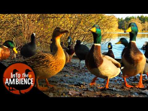 Feeding Wild Ducks, Coots, and Moorhens in the Winter - No Music - 4K
