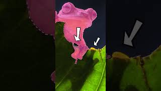 😮Faster Object Selection in Photoshop #shorts