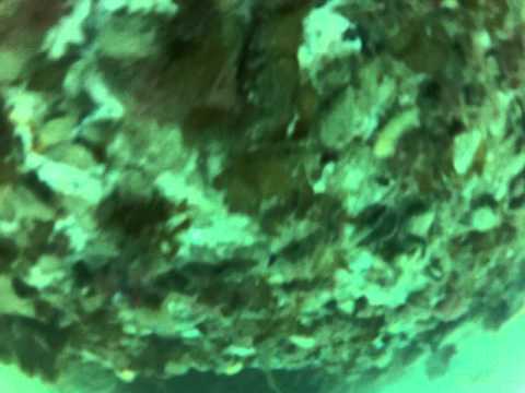 Gopro Hero 2 Test Dive