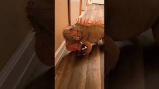 #girgit #video #shorts #reels #viral