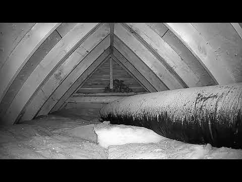 Wanna watch the bats in my attic?