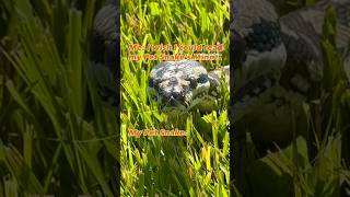 What is My Pet Snake 🐍 Thinking?