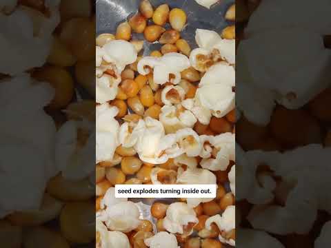 Why do popcorns pop?  #minutetolearn #edutainment