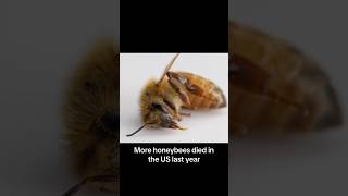 Honeybee Population Decline