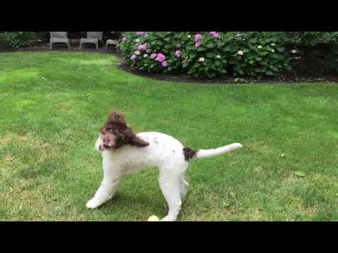 Ansel in Slow Motion - Trying to Catch a Tennis Ball (Fail)