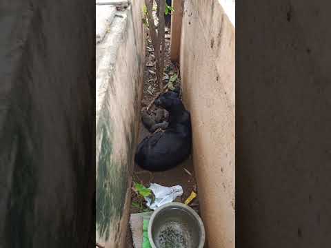 Saving Mommy Dog And Her Puppies From The Rain - Cyclone Nivar - Part 1