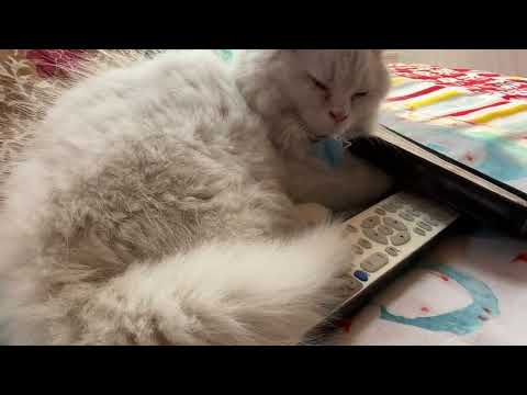 Cat sleeping and watching cartoons!