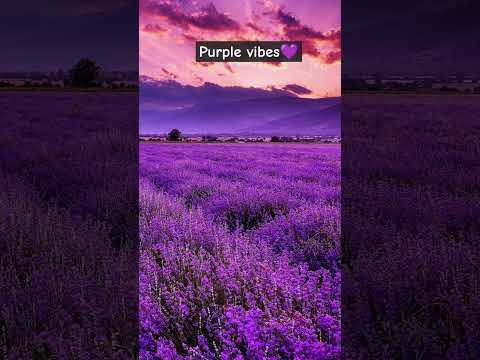 purple vibes 💜️#aesthetic#purpleaesthetic#anime#attractive#lavender#naturelovers#lovely#trending