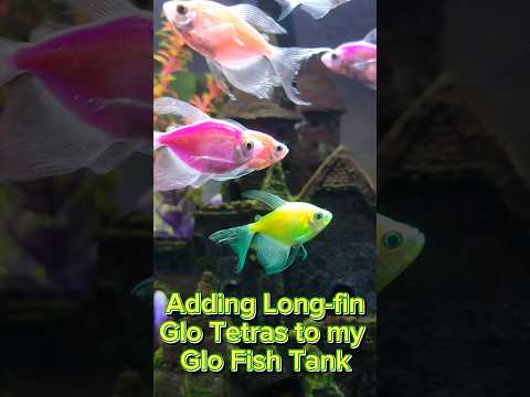 Adding long-fin tetras to my Glo Fish Tank #glofish #freshwater #trending #Fish #aquarium #tetras