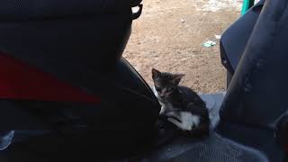 A Cat Hijack  my Bike