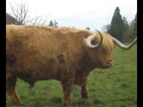 Scotland