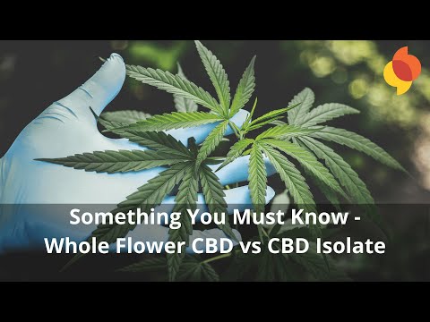 Something You Must Know - Whole Flower CBD vs CBD Isolate - MyINFOExpert