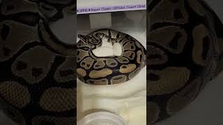 second clutch dropped 😉👌 #pythonregius #shorts  #pythoneggs #exotics #snake #pets #ballpython #pet