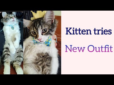 Kitten tries New Outfit  #funnykitten #funnycat #funnyanimal #fashionable